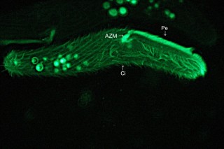 Spirostomum teres: Fluoreszenzaufnahme der Bewimperung, AZM und Peristom.