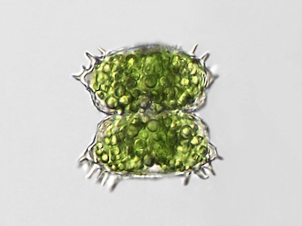staur.oligacanthum.lsm3.jpg