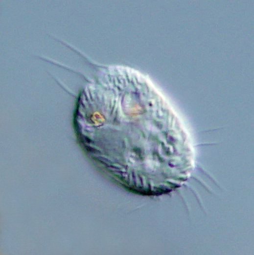 Ciliat.JPG