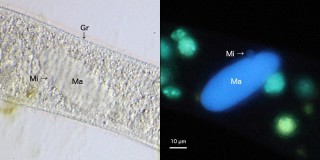 Spirostomum teres: Einzelner Micronucleus.