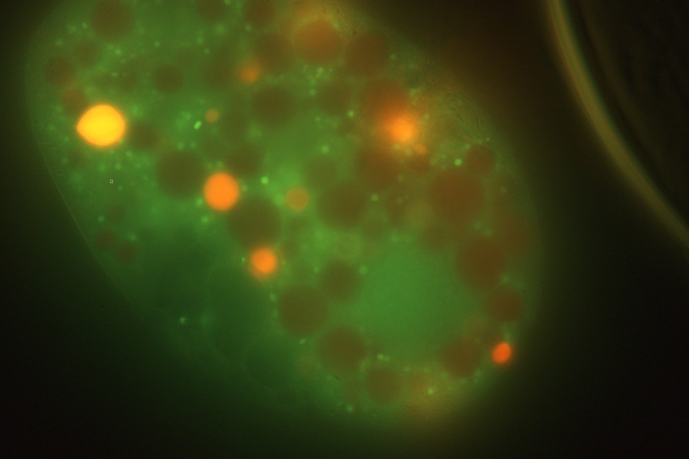 Nassula-spec-FL-blue.jpg