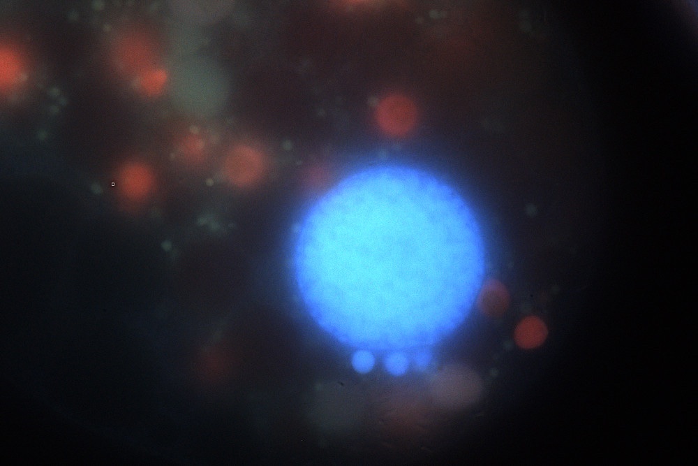 Nassula-spec-FL.jpg