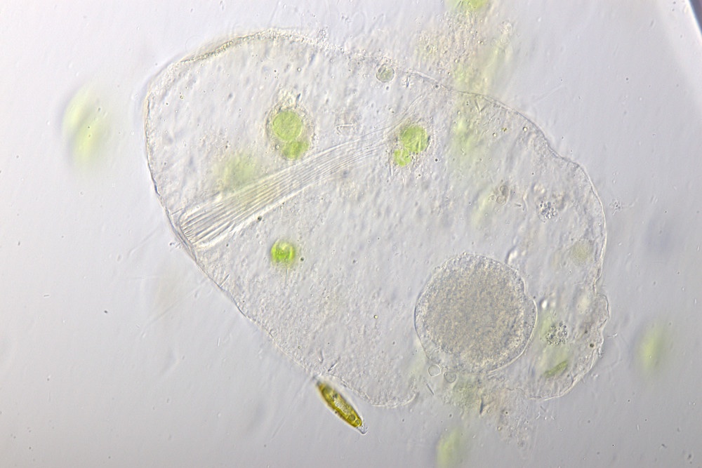 Nassula-spec-reusenring.jpg