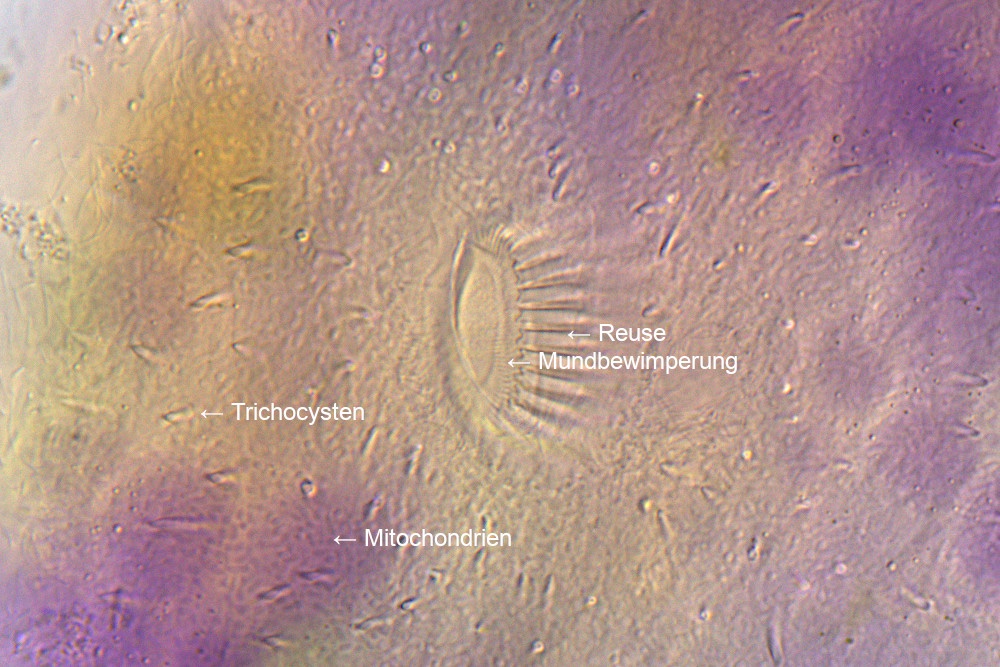 Nassula-spec-reuse-detail.jpg