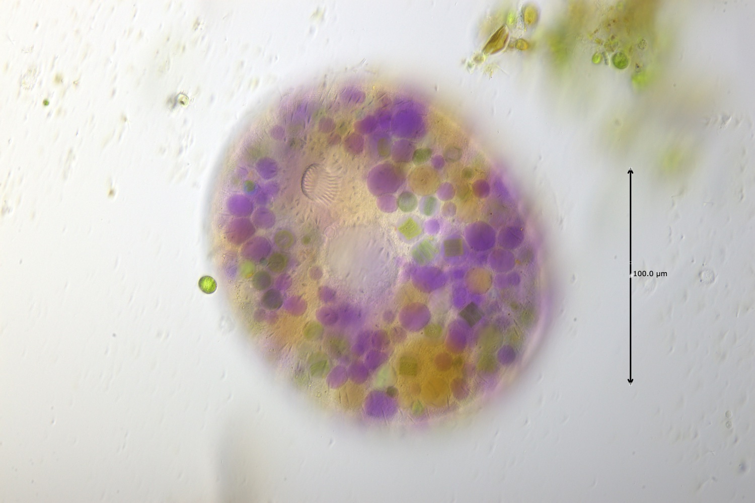 Nassula-spec.jpg