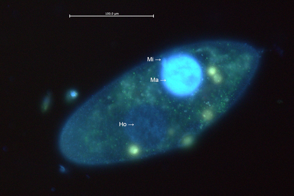 Paramecium-Holo-FL.jpg