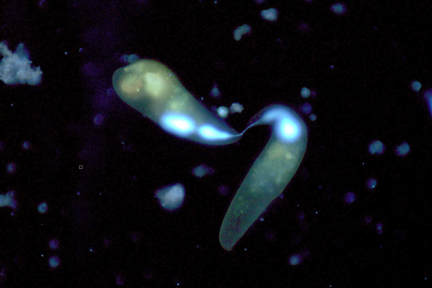 Blepharisma_americana_FL-2020-11-12.jpg