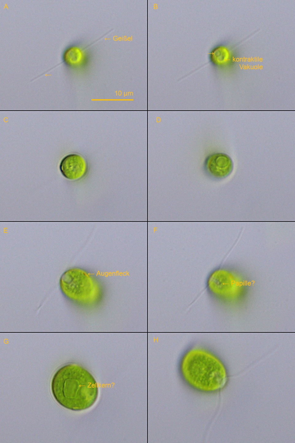 Chlamydomonas.jpg