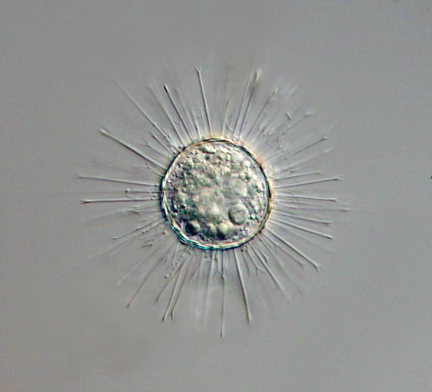Acanthocystis turfacea 3.JPG