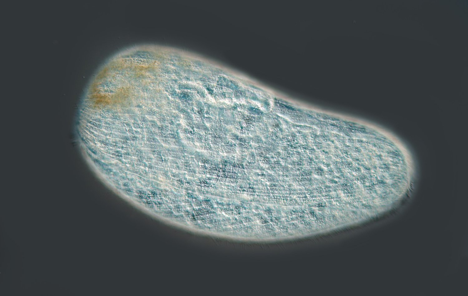 BH Ciliat 1a.jpg