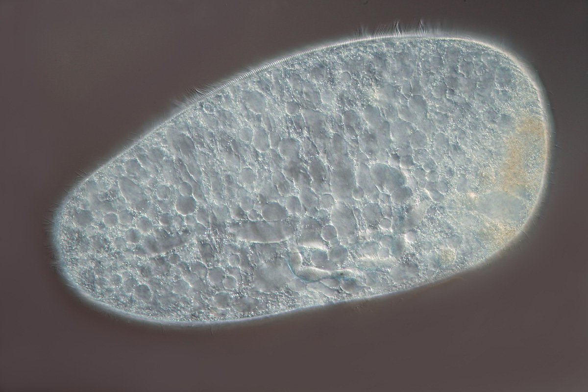 BH Ciliat 2a.jpg
