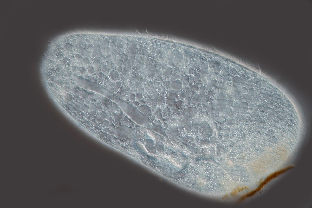BH Ciliat 3a.jpg