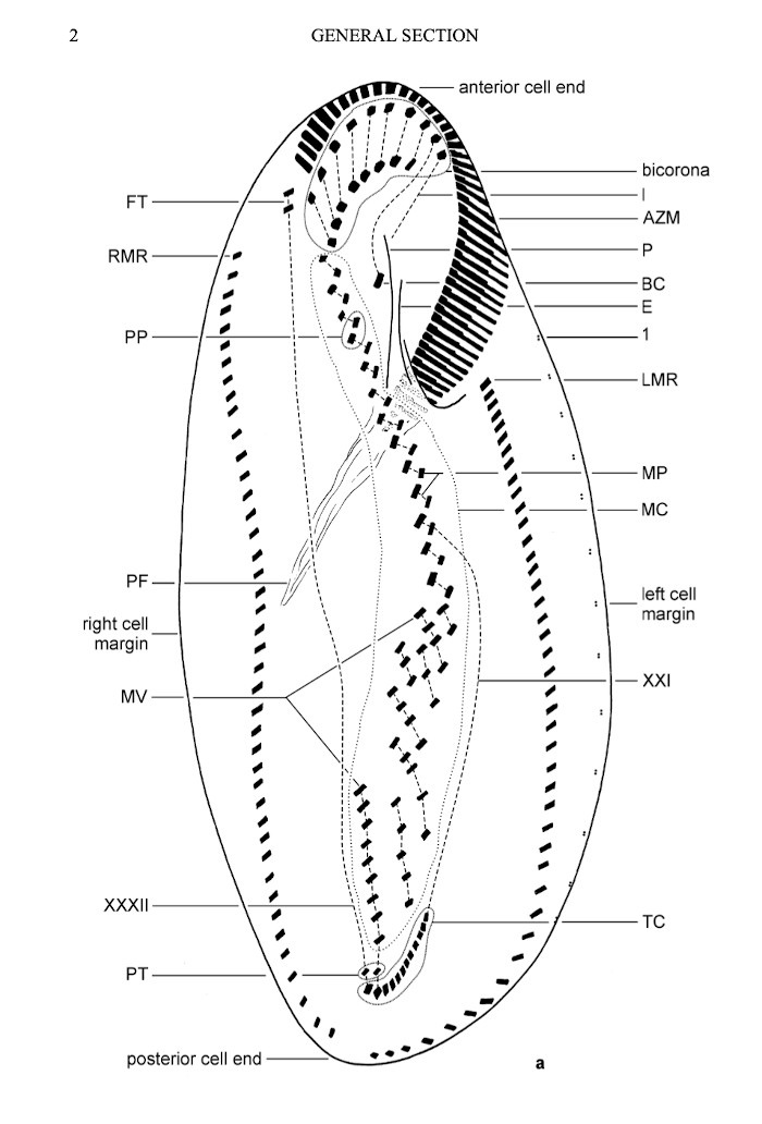 Urostyla-scheme.jpg