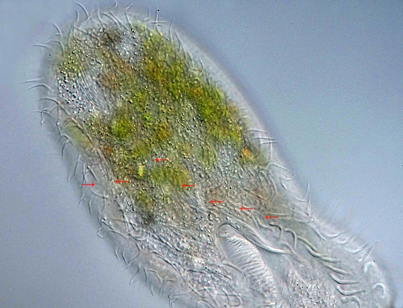 Urostyla.jpg
