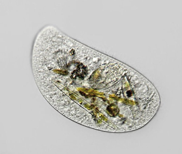 chilodonella.uncinata.si1.jpg