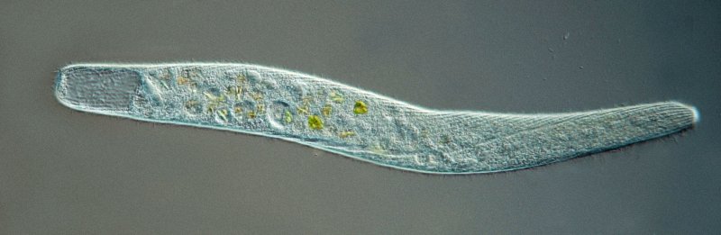 Hier kann man die über die fast gesamte Körperlänge reichende Mundrinne sehen.