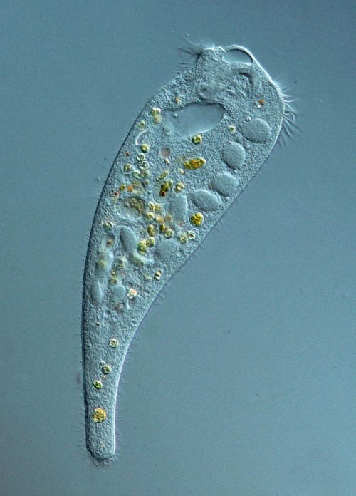 Hier sieht man deutlich den perlschnurartigen Makronucleus und, dass das Tier eher farblos ist.