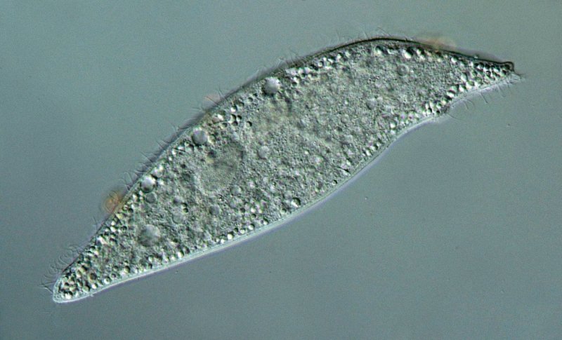 Länge ungefähr 200-250 Mikrometer.