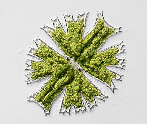 micr.crux-melit.p3.jpg
