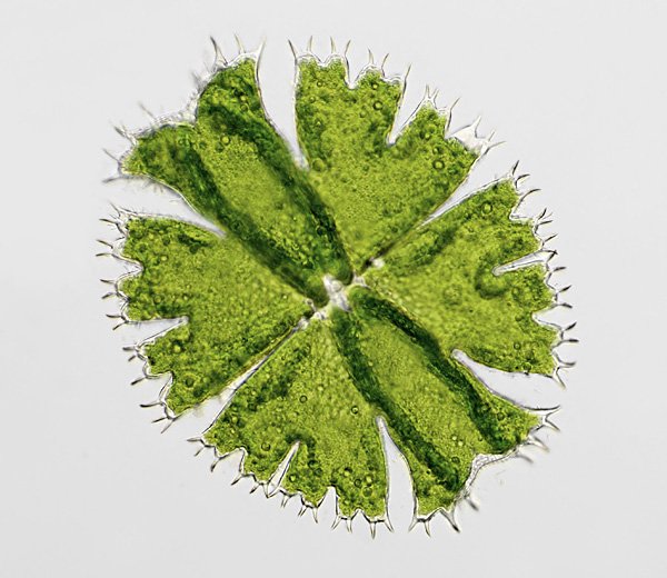 micr.apiculata.schw7.jpg