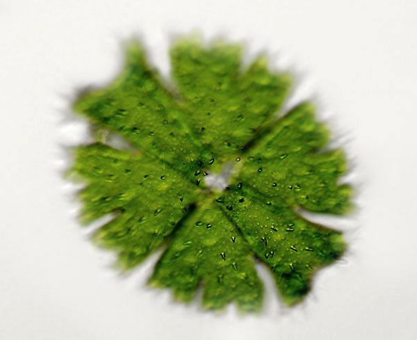 micrast.apiculata.schw2.jpg
