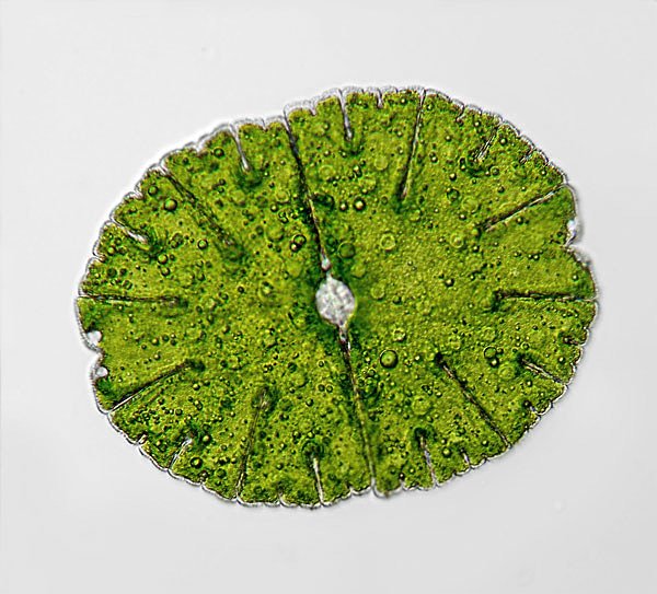 micr.denticulata.mm2.jpg
