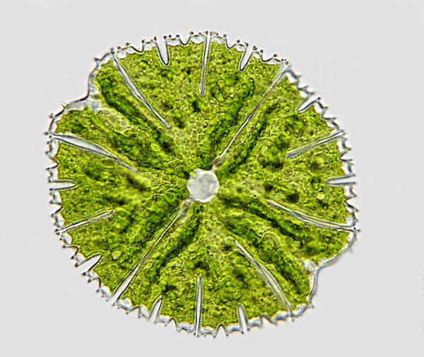 micr.papillifera.wwm1.jpg