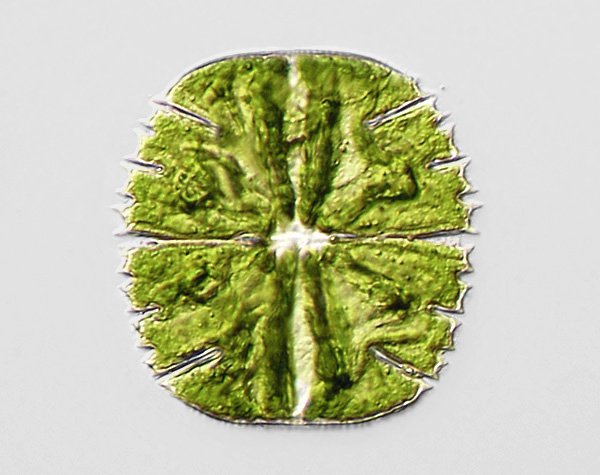 micrast.truncata.lbg1.jpg