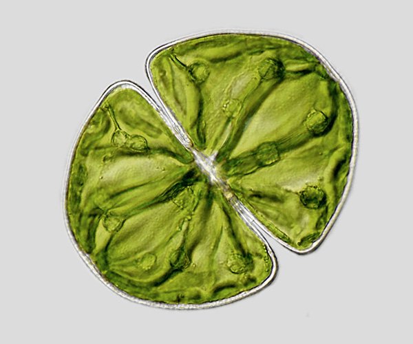 micr.ralfsii.pw2.jpg