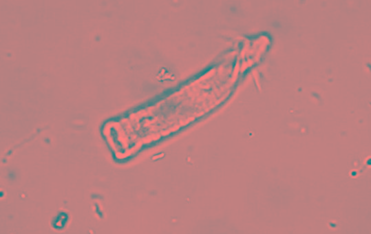 7_D_5564 zieharmonikabauch_forum.jpg