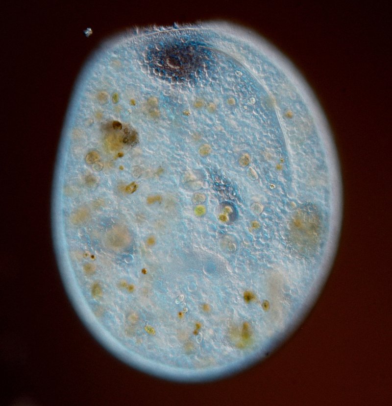 VT Bursaria truncatella 07b.jpg