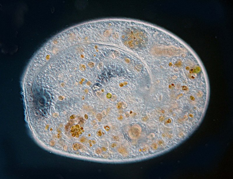 VT Bursaria truncatella 08b.jpg