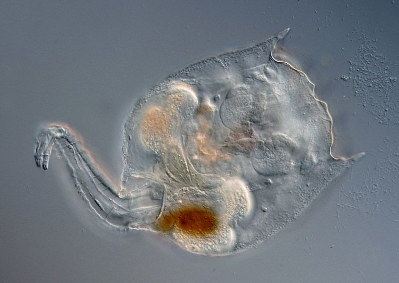 Übersicht Bauchseite im DIK.