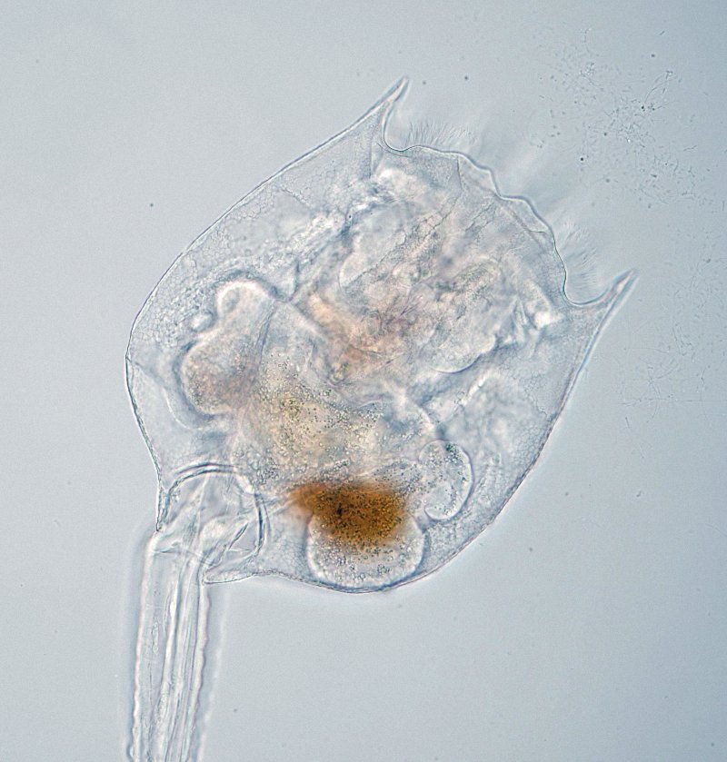 Übersicht Bauchseite im Hellfeld.