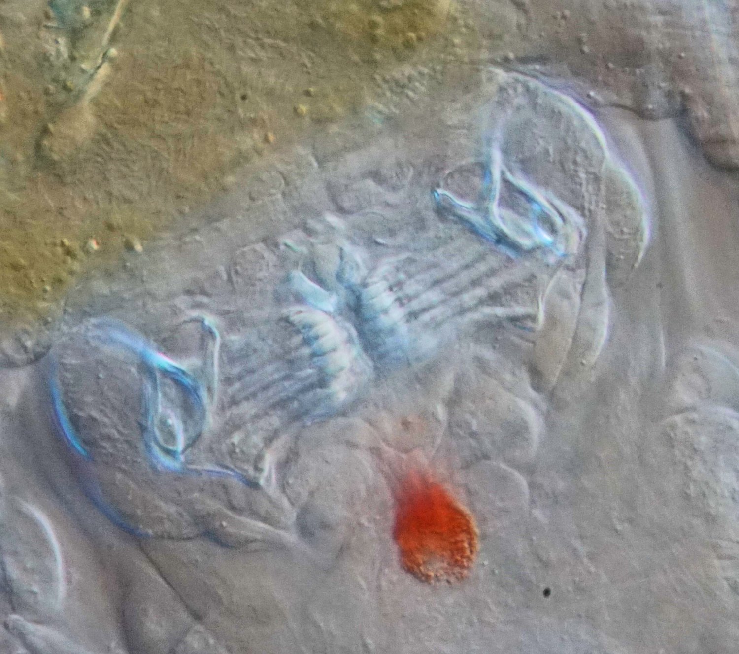 Dieses Bild zeigt den Kauapparat im Detail.