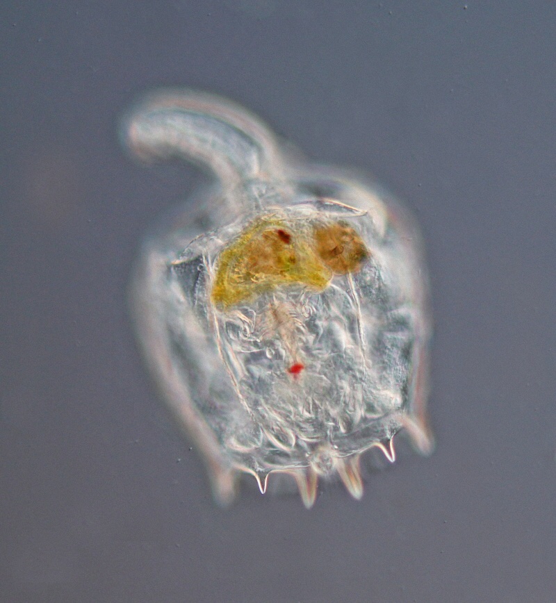 Hier sind insgesamt wohl sechs Dornen zu erkennen, was für die Artbestimmung wichtig war.