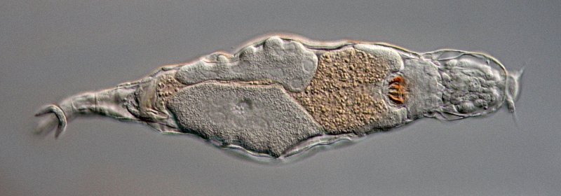 Übersichtsaufnahme, auf der man auch die Sinneshaaren sieht. Gut zu erkennen sind die zwei Sporen am Fuß.
