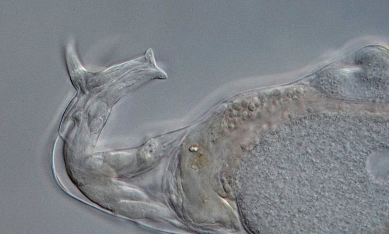 Der  Fuß hat drei Zehen, von denen einer auf diesem Bild nur sehr unscharf zu sehen ist, und zwei Sporen, von denen hier eine zu erkennen ist.