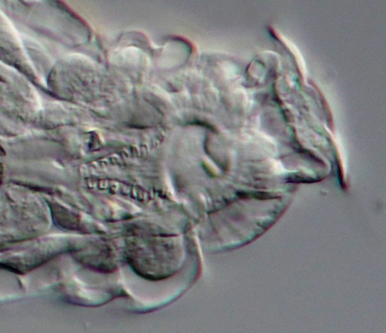 Auf dieser Aufnahme die Haken im Detail. Leider dann nicht mehr so scharf.