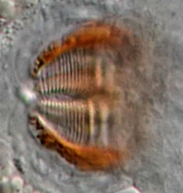 Der Kaumagen ist malleoramater Natur (kauend-reibend).