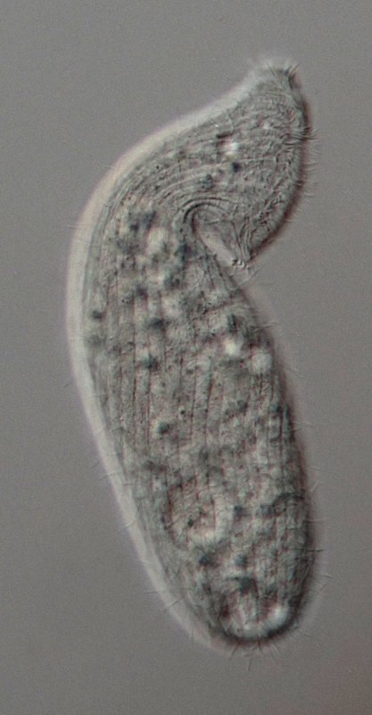 Hier sieht man die ca. 15-20 Wimpernreihen.