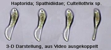 spathidium-4.jpg