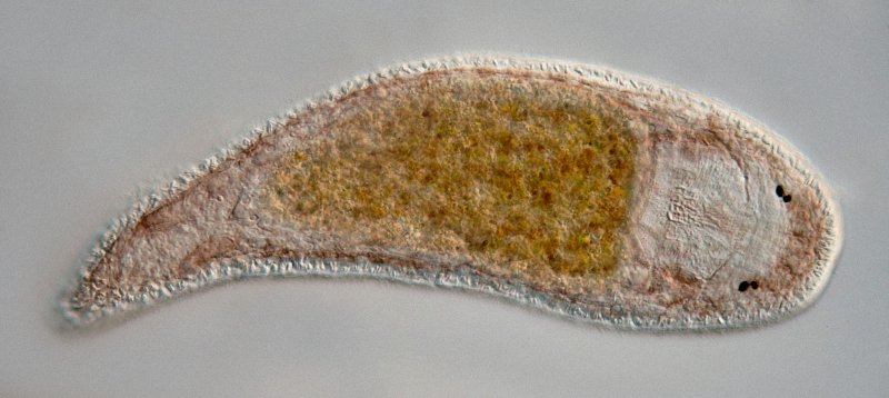 Eine Totalaufnahme des ca.300 µm langen, mehrzelligen Strudelwurms. Gut zu sehen sind die beiden Doppelaugen, die jeweils durch einen Steg miteinander verbunden sind.