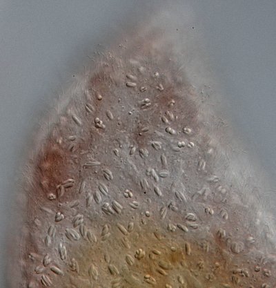 Noch einmal die Drüsen, aber auch die Bewimperung an den Seiten ist zu erkennen.