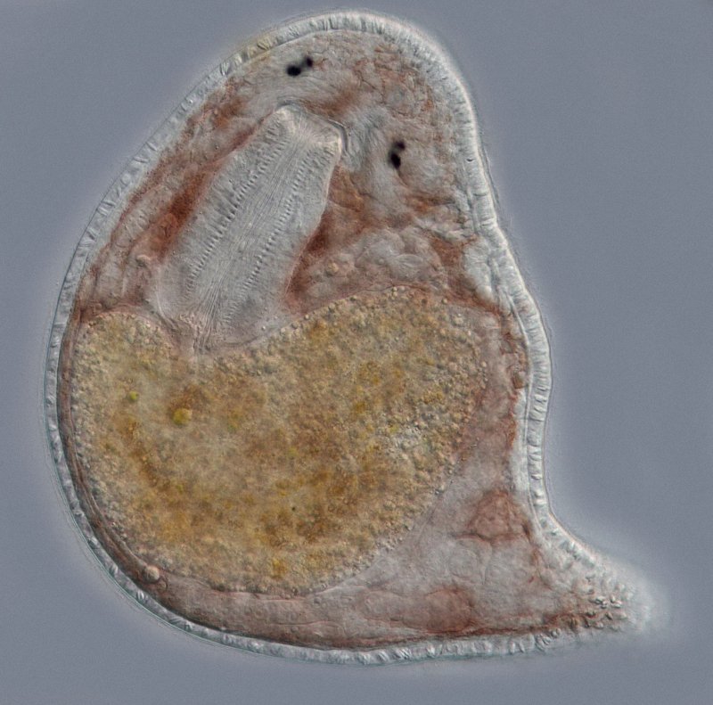 Auf diesem Bild ist das Tier sehr zusammengezogen, aber man kann gut den weißlichen Schlund (Pharynx) erkennen.