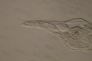 K800_Habrotrocha constricta  (6).JPG